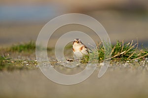 Snow Bunting feeding on seaside grassland