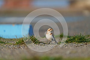 Snow Bunting feeding on seaside grassland