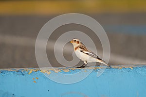 Snow Bunting feeding on seaside grassland