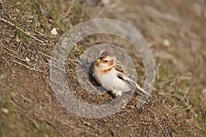 Snow Bunting feeding on seaside grassland