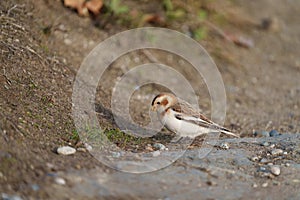 Snow Bunting feeding on seaside grassland