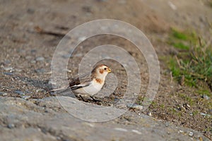 Snow Bunting feeding on seaside grassland