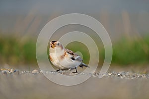 Snow Bunting feeding on seaside grassland