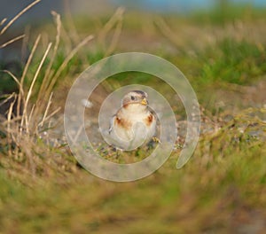 Snow Bunting feeding on seaside grassland