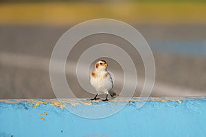 Snow Bunting feeding on seaside grassland