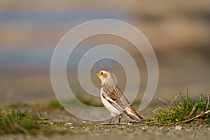 Snow Bunting feeding on seaside grassland