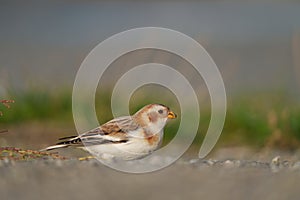 Snow Bunting feeding on seaside grassland