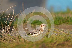 Snow Bunting feeding on seaside grassland