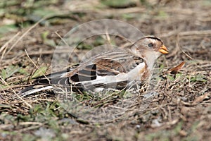 Snow Bunting In A Field