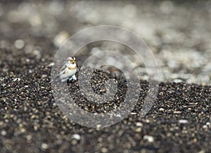 Snow Bunting foraging in wrack zone