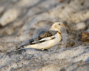 Snow bunting Photo Stock. Close-up profile view, standing on snow with a blur background in its environment and habitat. Image.