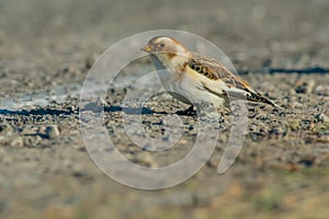 Snow Bunting - Plectrophenax nivalis