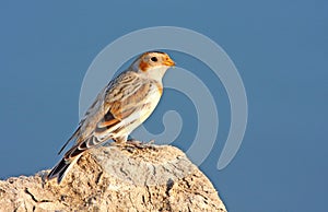 Snow bunting (Plectrophenax nivalis)