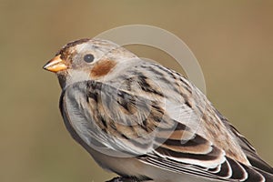 Snow Bunting (Plectrophenax nivalis)