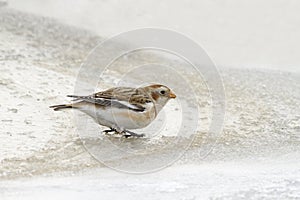 Snow bunting (plectrophenax nivalis)