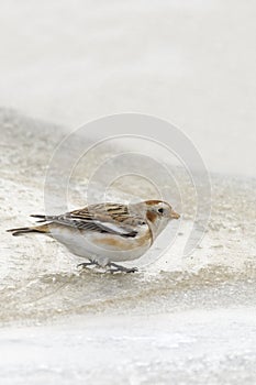 Snow bunting (plectrophenax nivalis)