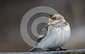 Snow Bunting (Plectrophenax nivalis)