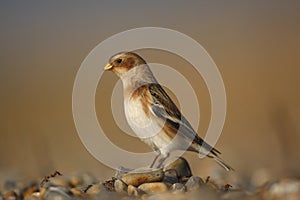 Snow bunting, Plectrophenax nivalis