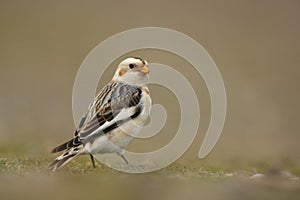 Snow bunting. Plectrophenax nivalis