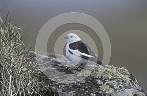 Snow bunting, Plectrophenax nivalis