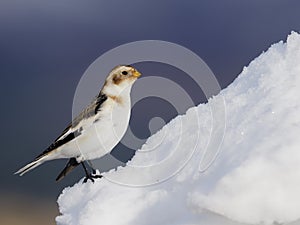 Snow bunting, Plectrophenax nivalis