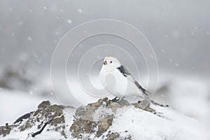 Snow bunting Plectrophenax nivalis standing in snowfall.