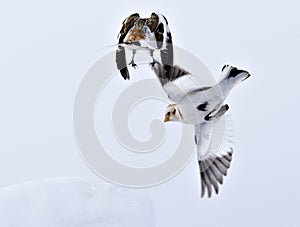 Snow Bunting