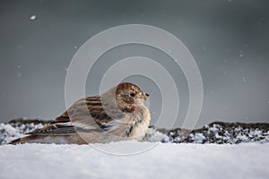 Snow bunting in snow fall