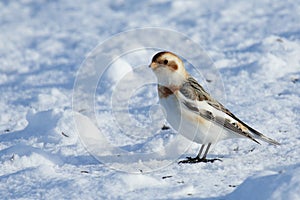 Snow bunting standing on snow