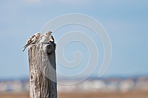 Snow Buntings photo