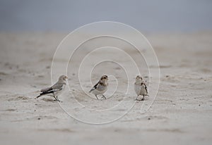 Snow buntings on the beach in winter photo