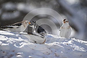 Snow buntings in winter photo