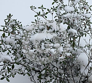 Snow on Bush