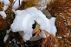 Snow bush photo