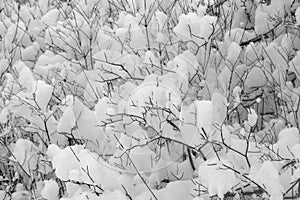 Snow on Bushes