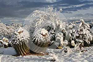 Snow Cactus