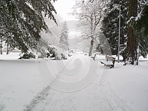 Snow calamity in park photo