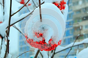 Snow cap on bunch of berries of orange mountain ash on the background of cityscape close macro