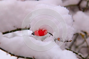 Snow cap of white fluffy snow on branches and orange hips of wild rose in winter close macro