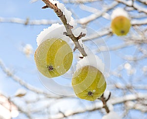 Snow capped apples.