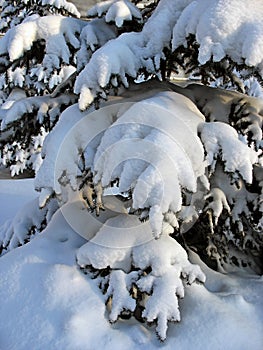 Snow-capped fir twigs