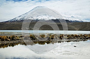 Snow capped high mountains reflected in Lake Chungara