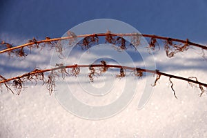 Nevado La tierra 