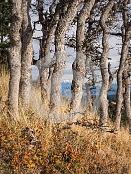 Snow capped mountain in distance between tree trunks photo