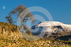 Snow capped mountain with the moon and a tree