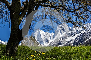 Snow-capped mountain range Sciora in spring time viewed from village Soglio,