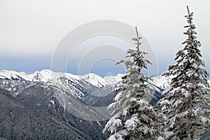 Snow-capped Mountains Beyond a Two Snowy Evergreens