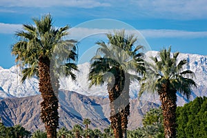 Snow capped mountains Palm tree California