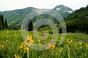 Snow capped mountains a a valley of wildflowers.