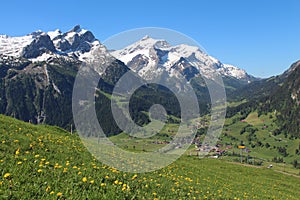 Snow capped mountains and wildflowers